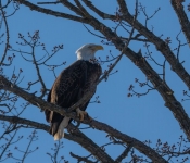 2023 02 11 RedwingEagles 021